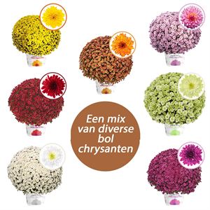 Afbeelding van Bolchrysant  P19 geen kleur Divers